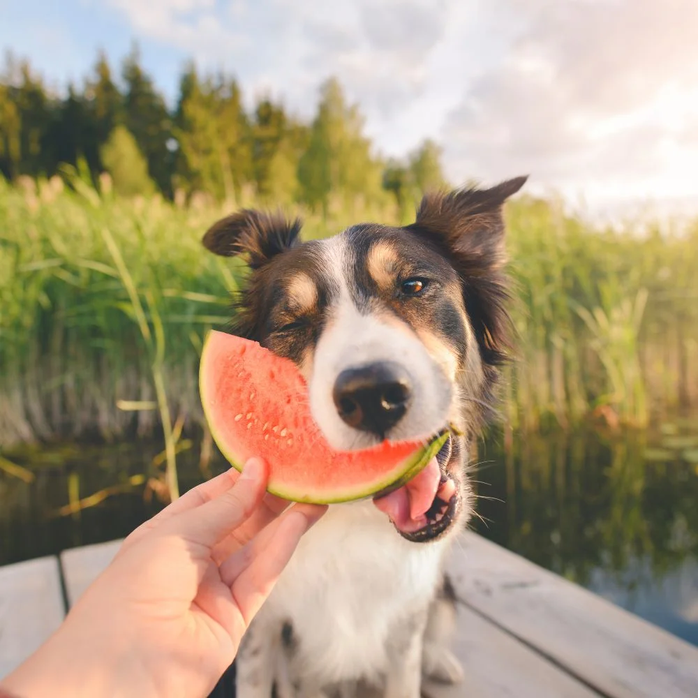 Milyen ételeket adhatunk kutyánknak