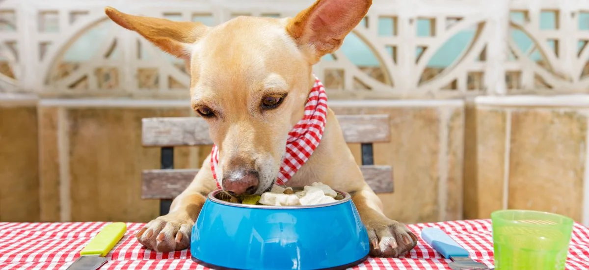 Milyen ételeket adhatunk kutyánknak 