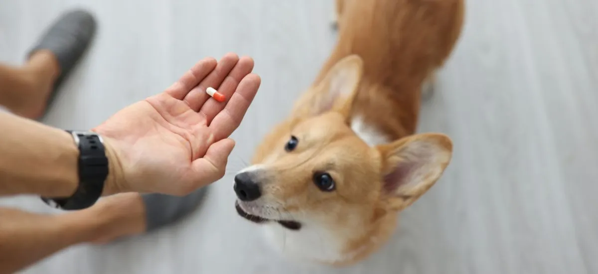 Probiotikum hasfájós kutyáknak