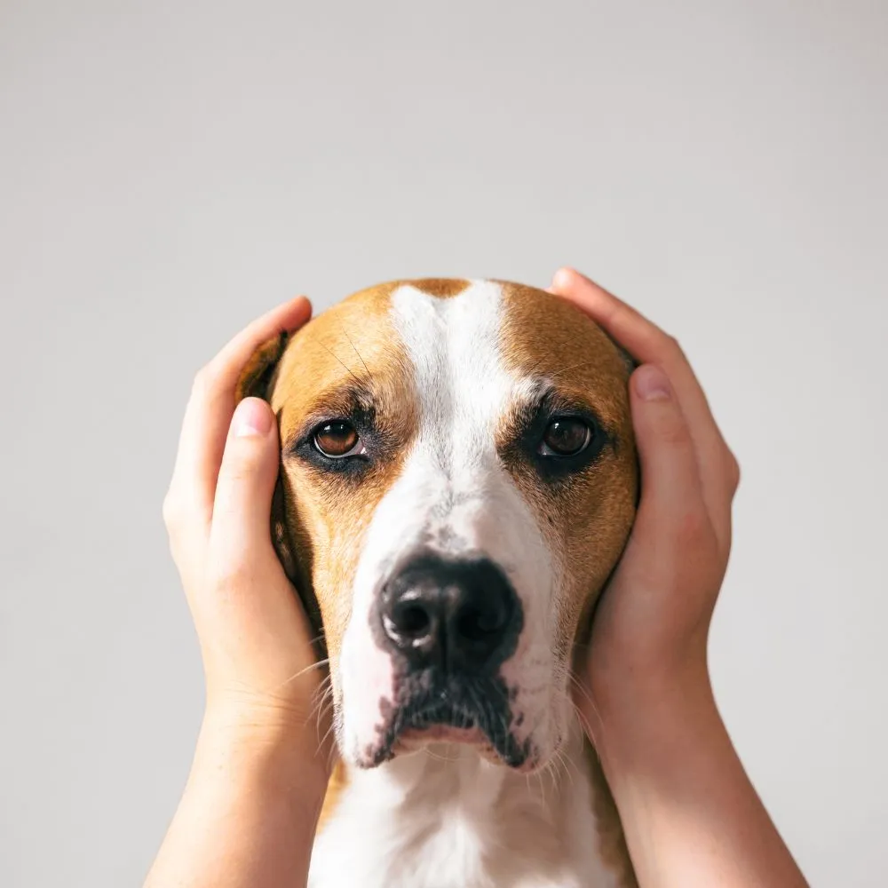 Szorongás kutyáknál és macskáknál - Tünetek, okok, kezelés